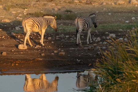 Two zebras drinking at a waterhole in Etosha National Park, Namibiaの写真素材