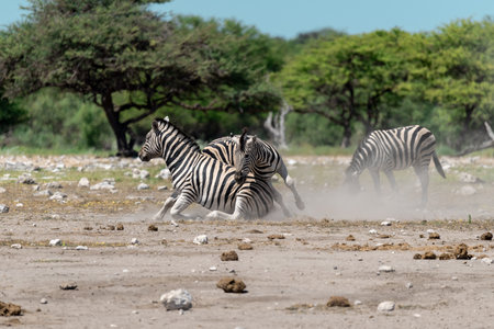 Burchell's Zebra (Equus quagga burchelli) in Etosha National Park, Namibiaの写真素材