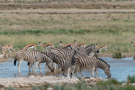 Zebras drinking at a waterhole in Etosha National Park, Namibiaの写真素材