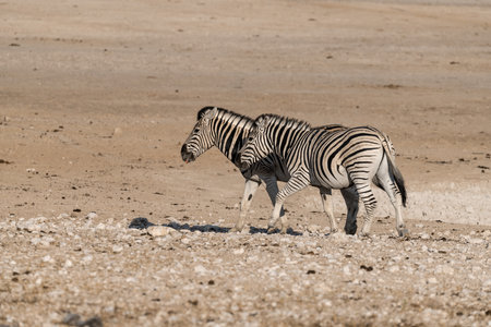 Plains zebra in Etosha National Park, Namibia