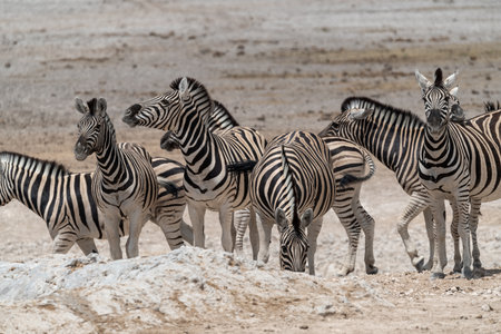 Group of zebras in Etosha National Park, Namibia