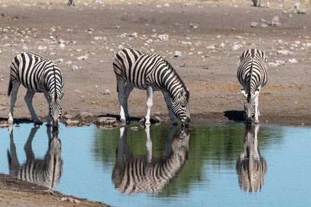 Zebras drinking at a waterhole in Etosha National Park, Namibiaの写真素材