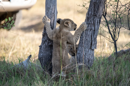 Lion cubs climbing a tree in the Chobe National Park, Botswana.の写真素材