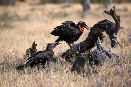 Southern Ground Hornbill - Bucorvus leadbeateriの写真素材