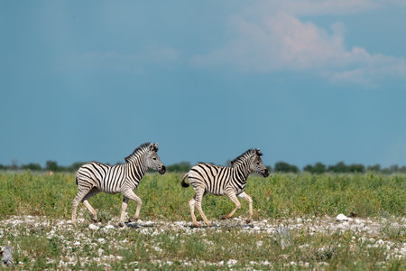 Zebras in Chobe National Park, Botswana, Africaの写真素材