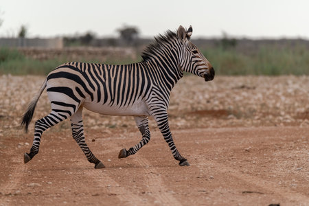 Burchell's zebra, Equus burchelli, single mammal running, South Africaの写真素材