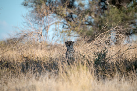 Cheetah in the Okavango Delta - Moremi National Park in Botswanaの写真素材