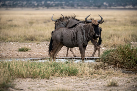 Blue wildebeest drinking at a waterhole in Botswana, Africaの写真素材