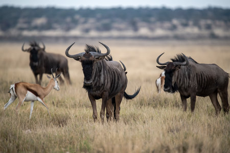 Wildebeest (Connochaetes taurinus), Maasai Mara National Park, Kenyaの写真素材