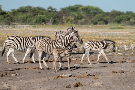 Zebras in the Etosha National Park, Namibiaの写真素材