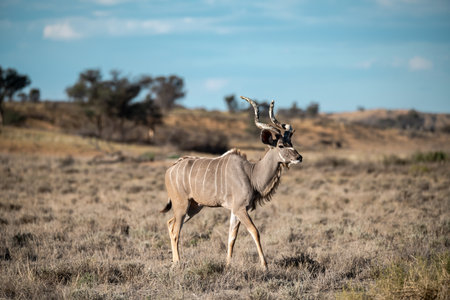 Male Kudu antelope in the Etosha National Park, Namibia