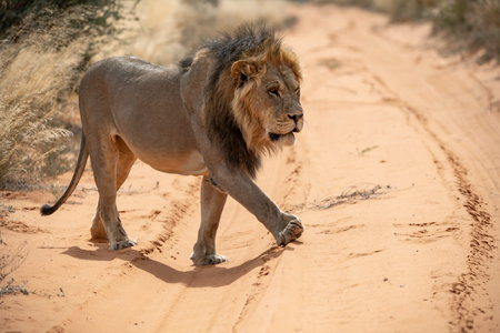 Lion walking on dirt road in Kruger National Park, South Africa ; Species Panthera leo family of...