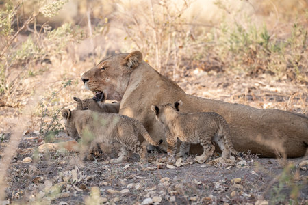 Lioness with cubs in Chobe National Park, Botswana, Africaの写真素材