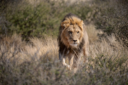 Male lion in the savannah of Etosha National Park in Namibia