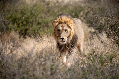 Male lion in the savannah of Amboseli National Park in Kenya
