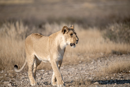 Lioness in the Etosha National Park, Namibiaの写真素材