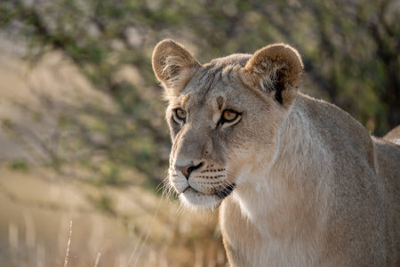 Lioness in the Okavango Delta - Moremi National Park in Botswana