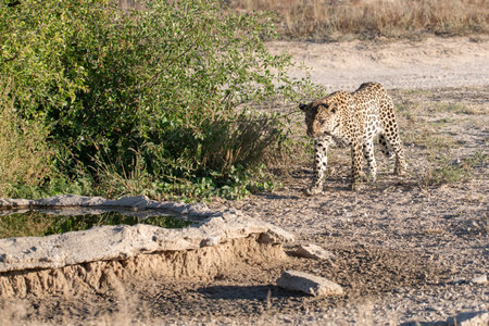 Cheetah in the Chobe National Park, Botswana.