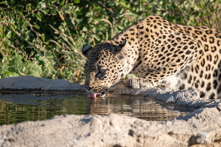 Leopard drinking water at a waterhole in the Kruger National Park, South Africa.