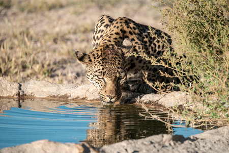 Leopard drinking water at a waterhole in the Kruger National Park, South Africa.