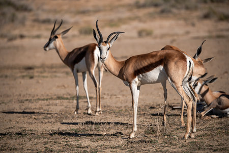 Springbok - Antidorcas marsupialis - in the Etosha National Park, Namibiaの写真素材