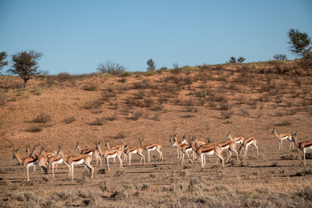 Herd of Springbok antelope in Etosha National Park, Namibia