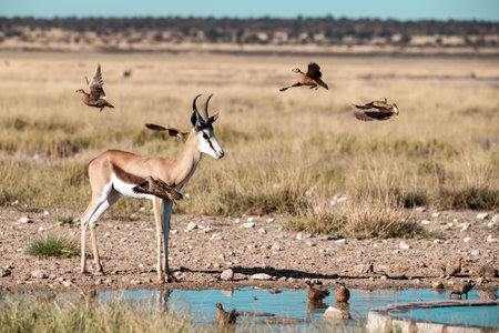 Springbok (Aepyceros melampus) at a waterhole in Etosha National Park, Namibiaの写真素材