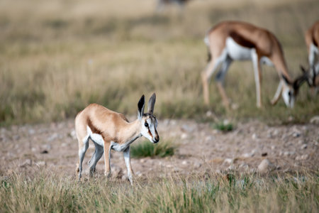 Springbok antelope (Aepyceros melampus)の写真素材