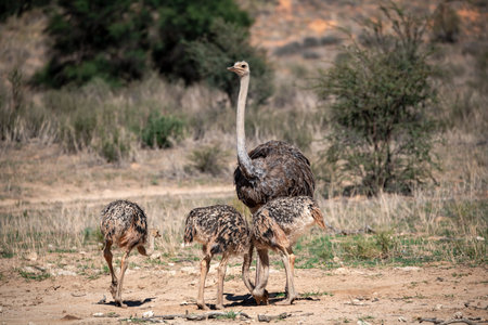 Ostrich family in the savanna of Namibia, Africaの写真素材