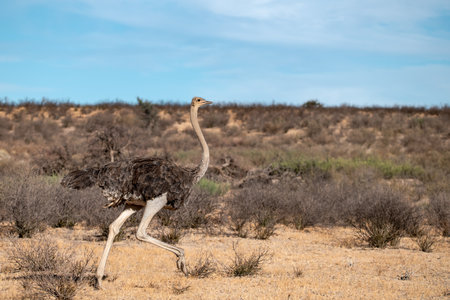 Ostrich in the Kgalagadi Transfrontier Park, South Africaの写真素材