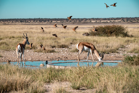 Springbok drinking at a waterhole in Etosha National Park, Namibiaの写真素材