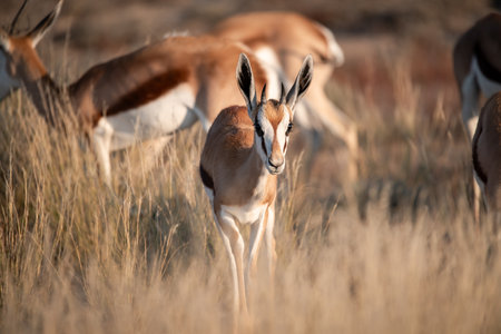 Springbok Antidorcas marsupialis in Etosha National Park, Namibia