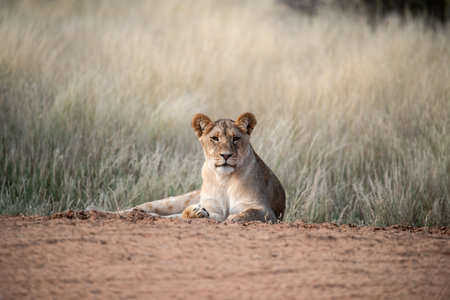 Lioness in the Okavango Delta - Moremi National Park in Botswanaの写真素材