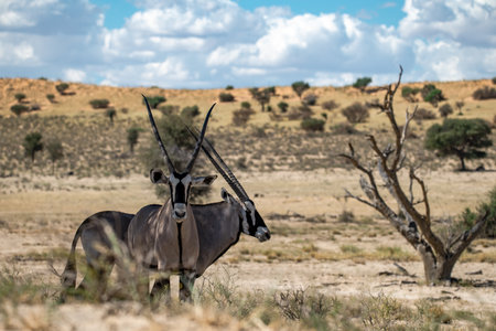 Gemsbok, Etosha National Park, Namibiaの写真素材