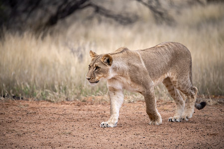 Lion in the Okavango Delta - Moremi National Park in Botswanaの写真素材