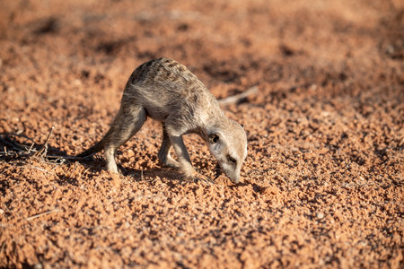 Meerkat standing on a rock in Kalahari desert, South Africaの写真素材