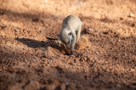 Meerkat (Suricata suricatta) in Africaの写真素材