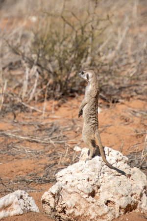 Meerkat (Suricata suricatta) in Namibiaの写真素材