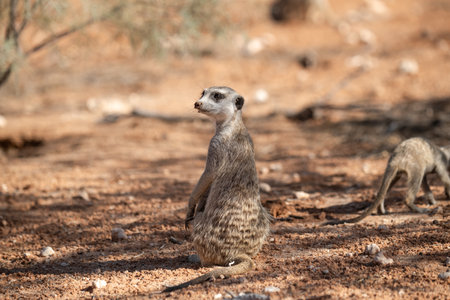 Meerkat in Kgalagadi transfrontier park, South Africa; Species Suricata suricatta family of Suricataの写真素材