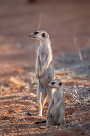 Meerkat (Suricata suricatta) in the Kalahari desert, South Africaの写真素材