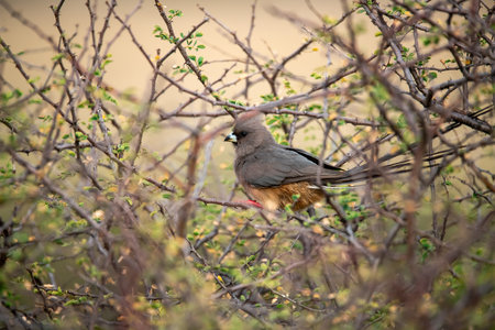 Red-billed dove in the Chobe National Park, Botswana, Africaの写真素材
