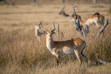 Impala in the Okavango Delta - Moremi National Park in Botswanaの写真素材