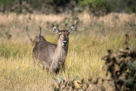 Waterbuck in the Okavango Delta - Moremi National Park in Botswanaの写真素材