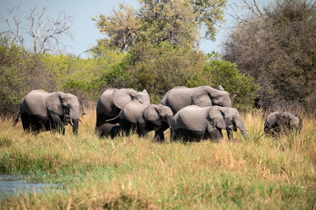 Elephants in Chobe National Park, Botswana, Africa