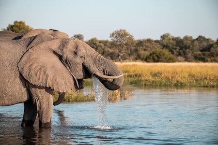 Elephant drinking water in Chobe National Park, Botswana, Africa