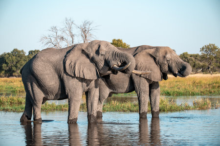 Elephants in Chobe National Park, Botswana, Africaの写真素材