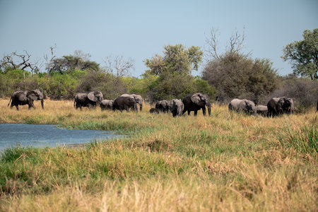 Elephants in Chobe National Park, Botswana, Africa