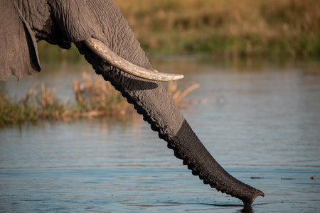 Elephant in the Chobe National Park, Botswana, Africa