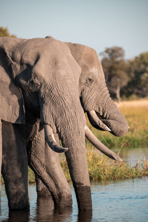 Elephants in Chobe National Park, Botswana, Africaの写真素材