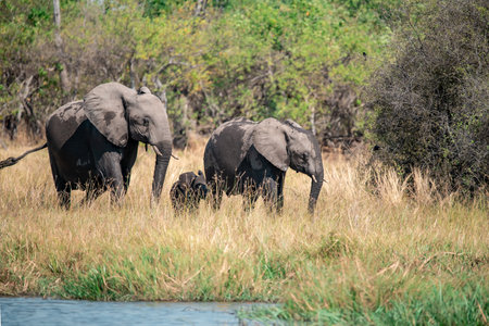 Elephants in Chobe National Park, Botswana, Africa